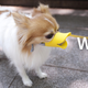 Illustration for article titled Everything You Need To Completely and Utterly Humiliate Your Pet